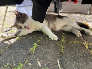 �ړ��͑f����