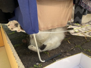 �����̊Ԃ�