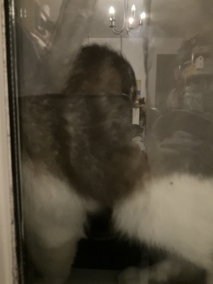 ���ɔL���