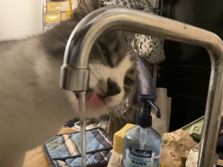 �̂ǂ�����