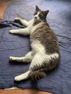 �����т̌�