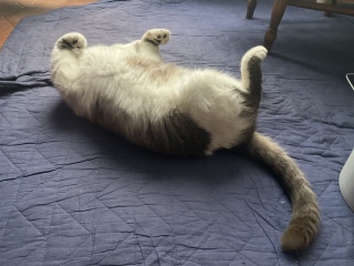 �������΂��Ă��킢�炵���i�D