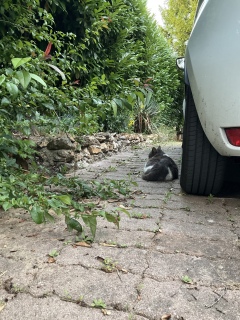 �L���͎q�L���ȁH