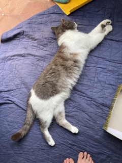 �L�т�L���