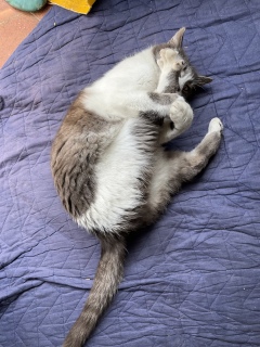 �w�̌҂��J����