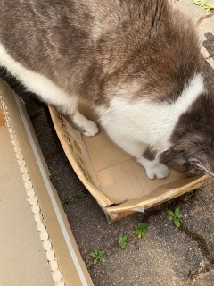 �V���[�V���[