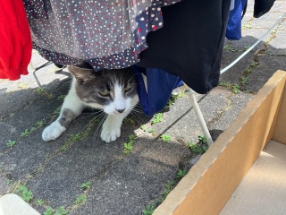 ���󕨂̉����Q��