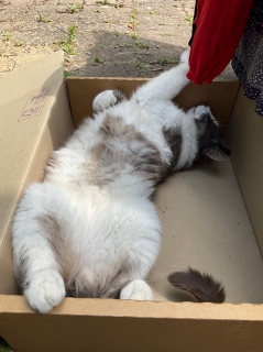 �܂��ւ��V