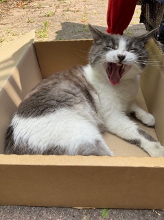 ����ɂ����т�