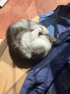 Ȃ