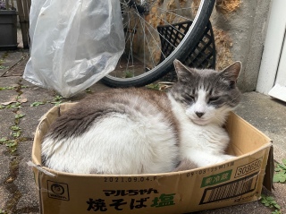 OŒQ