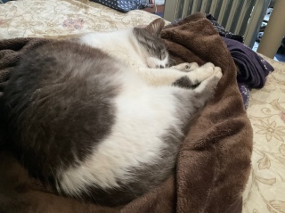 Ȃނ˂