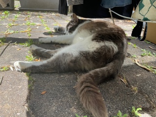 Qړ