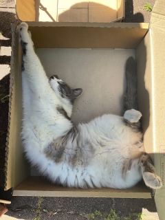 肽[