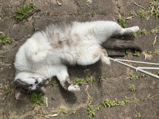 ꂵĂ