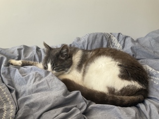 ړ