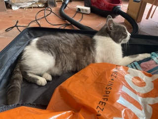 �L���̑̏d�́H