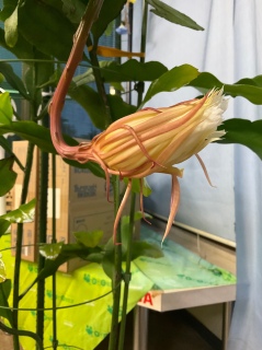 �������l������炫�܂�