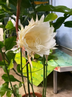 �������l���炫�����
