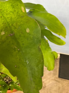 �������l���炭����