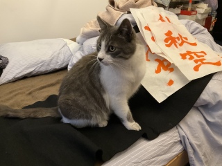�����������蕨�ł�