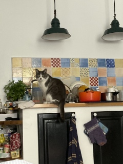 �ˁ[���͕z�c�̒�