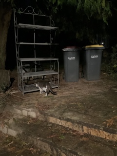 ��̒I���ӂ��ӂ�