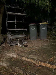 ���ꂩ���̒I�ɂ��肷��