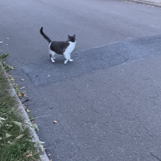 �o�}�����ꂵ��