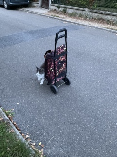 ���邮�邷�肷��