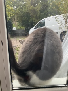 9��27��(��) �J�V�ɂ��x�ԁH