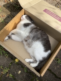 �x�b�h���ő���Ɋ��p