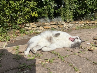 �����т��������Ȃ���