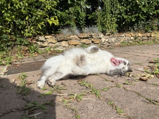 ����ɑ傫��