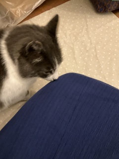 �o�}�����肪�Ƃ�