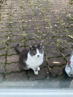 ���߂߂ς�����ȔL���