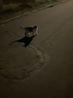 �o�}�����肪�Ƃ�