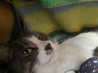 �ӂƂ�̒��ł��낮�L���