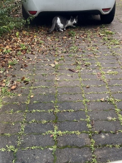 �J�₩�炩��