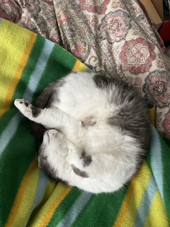 �J�h�茓�Ђ��