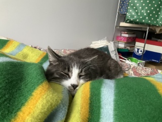 ���Q�̂�����܂��Ă߂񂲂����