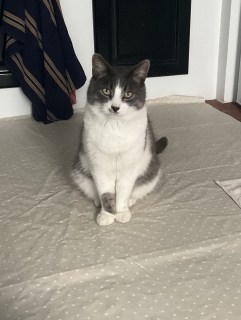 炵