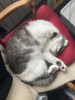 �L���鍑�̈���