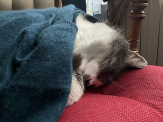 �L���鍑�̏���