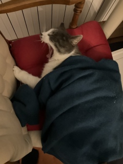 �����єL