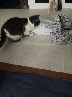 12��28��(��) �o�}�����肪�Ƃ�