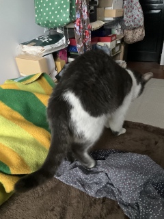 ���藼����