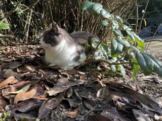 �t���߂��̂�m��@��