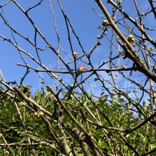 �t���߂��̂�m��@��