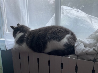 �L���D���